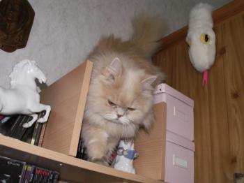 t Bild von Tayeba