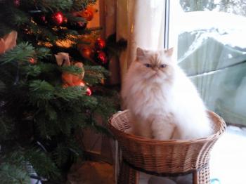 a Bild von Aslan
