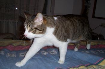 Bild von Jamin