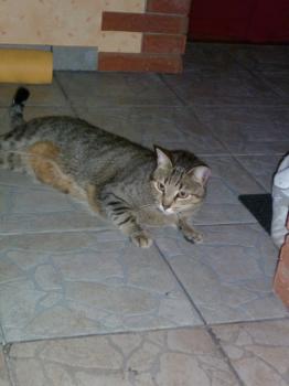 t Bild von Tanit