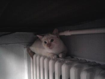 c Bild von Cenit