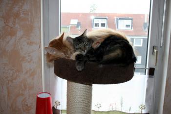 a Bild von Arenque