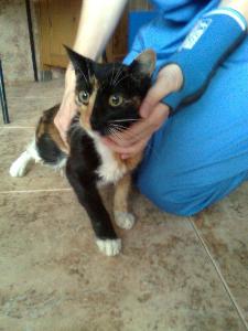 h Bild von Honey