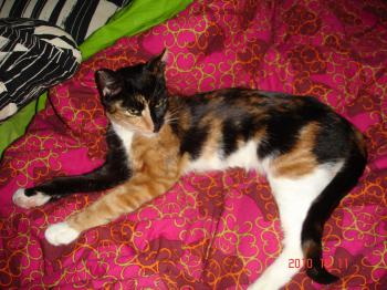 h Bild von Honey