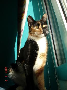 h Bild von Honey