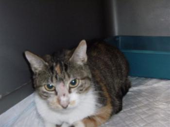 a Bild von Arizona Baby