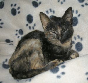 f Bild von Fifi
