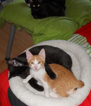 Bild von Minigo