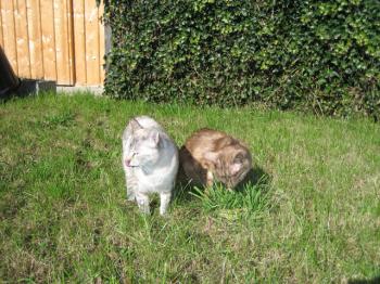 f Bild von Fee