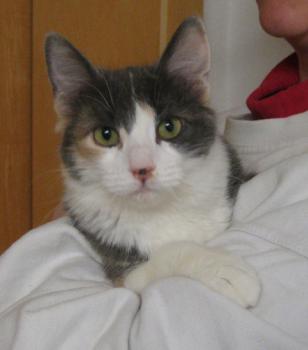 Bild von Trikinina