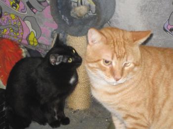 b Bild von Blacky