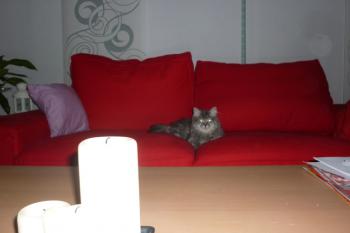 r Bild von Ritzo