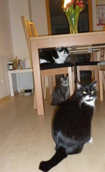 r Bild von Ritzo