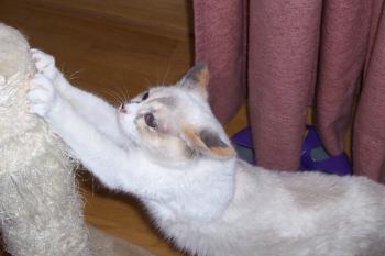 d Bild von Dalila