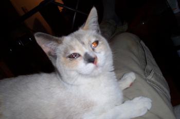 d Bild von Dalila