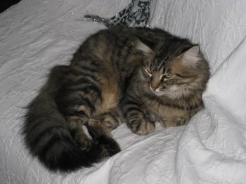 p Bild von Pia