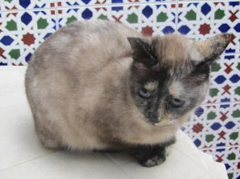 Mitze Bild von Mitze