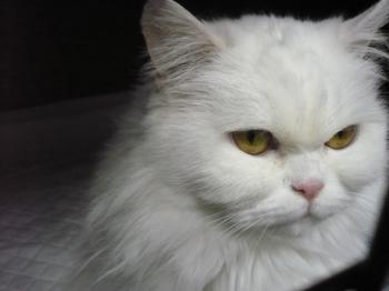 Bild von Nala