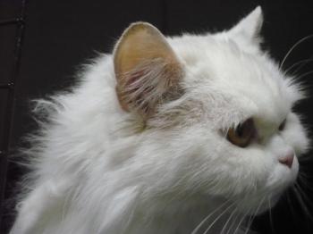 Bild von Nala