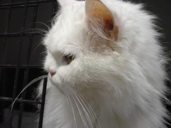 Bild von Nala