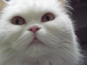 Bild von Nala