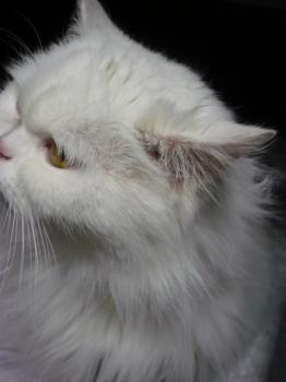 Bild von Nala