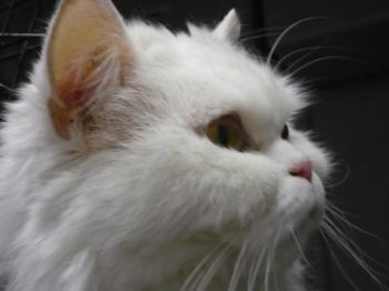 Bild von Nala