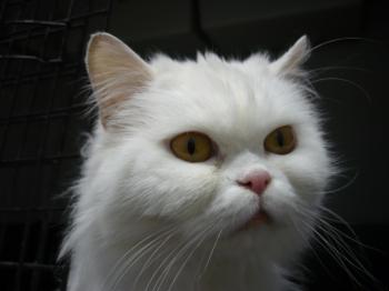 Bild von Nala