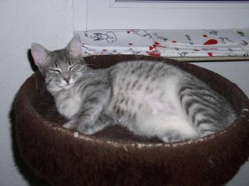 Amica-Molly Bild von Amica-Molly