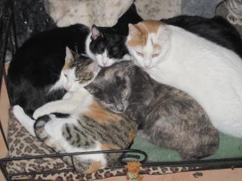 Polly Bild von Polly