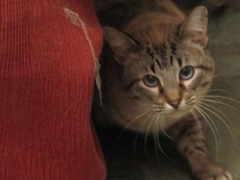 Chopi Bild von Chopi