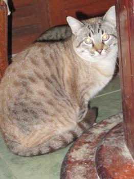 Chopi Bild von Chopi