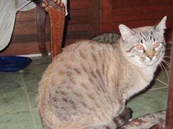 Chopi Bild von Chopi