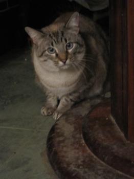 Chopi Bild von Chopi