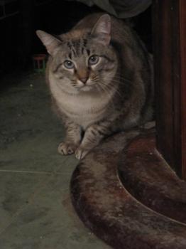 Chopi Bild von Chopi