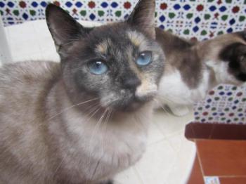 Mitze Bild von Mitze