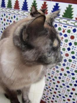 Mitze Bild von Mitze