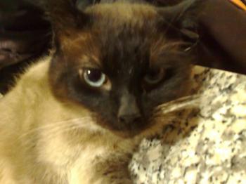 Pancho Bild von Pancho