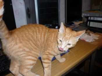 Fry Bild von Fry