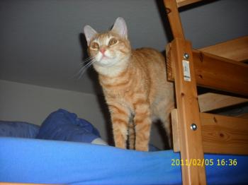 Nena Bild von Nena