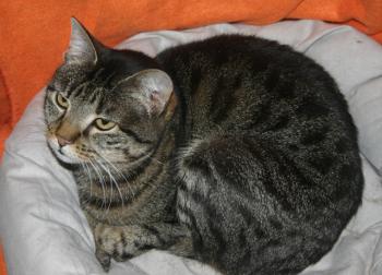 Cutie Pie Bild von Cutie Pie