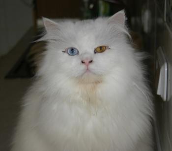 Totoo Bild von Totoo