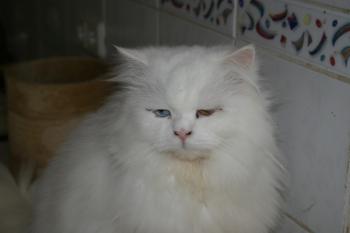 Totoo Bild von Totoo