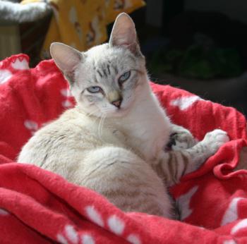 Celeste Bild von Celeste