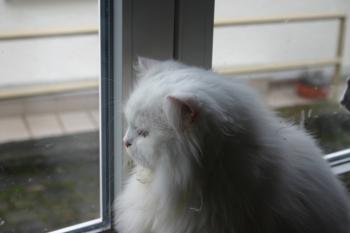 Totoo Bild von Totoo