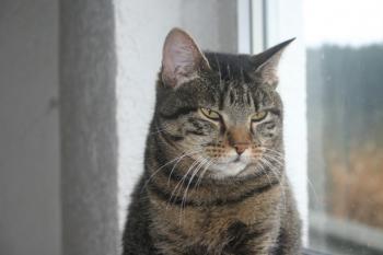 Cutie Pie Bild von Cutie Pie