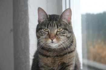 Cutie Pie Bild von Cutie Pie