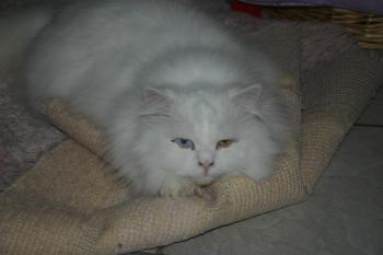 Totoo Bild von Totoo