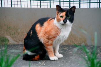Bild von Arlequina