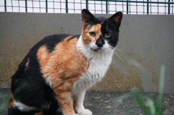 Bild von Arlequina